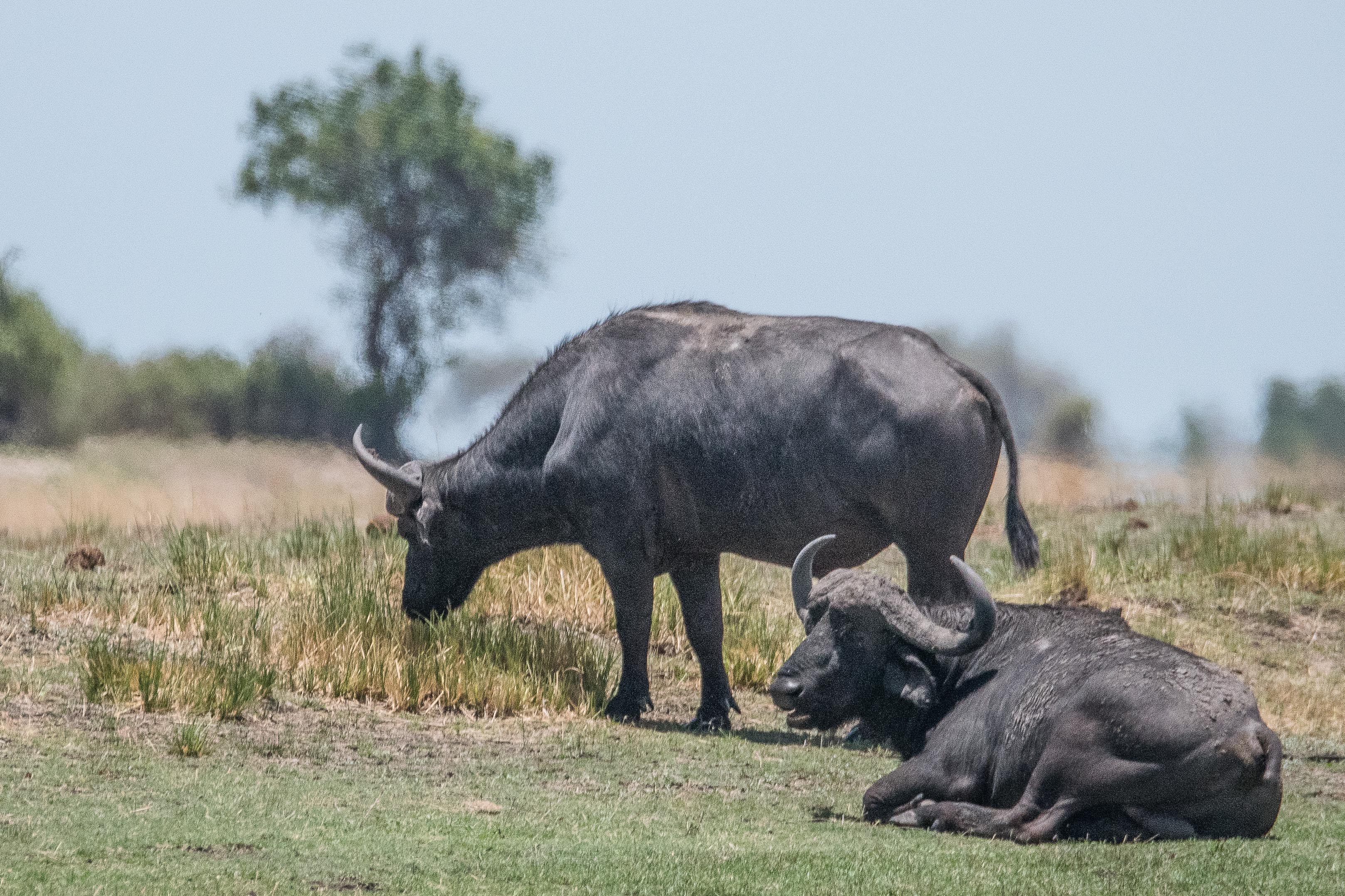 Buffles du Cap (Cape buffalos, Syncerus caffer ssp caffer), mâles âgés exclus de la harde, Chobe National Park, Botswana.